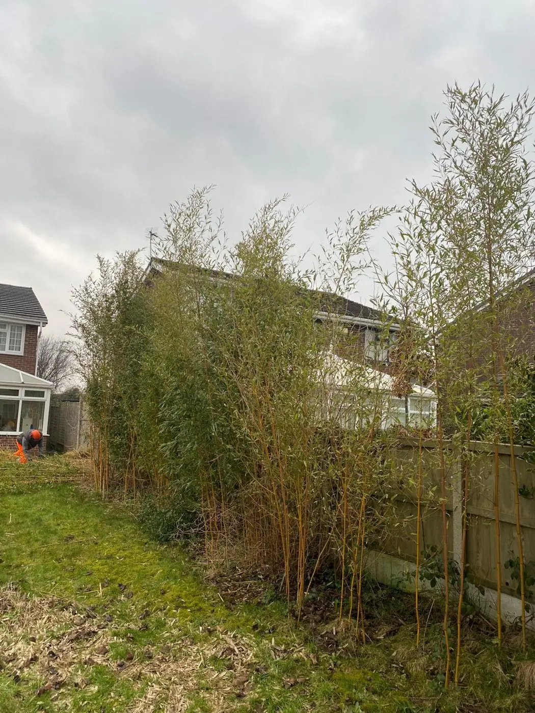 Tall bamboo taking over a border in Irby