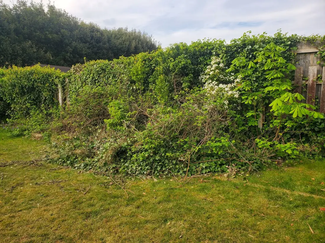 Ivy and bramble bank in West Kirby before clearing