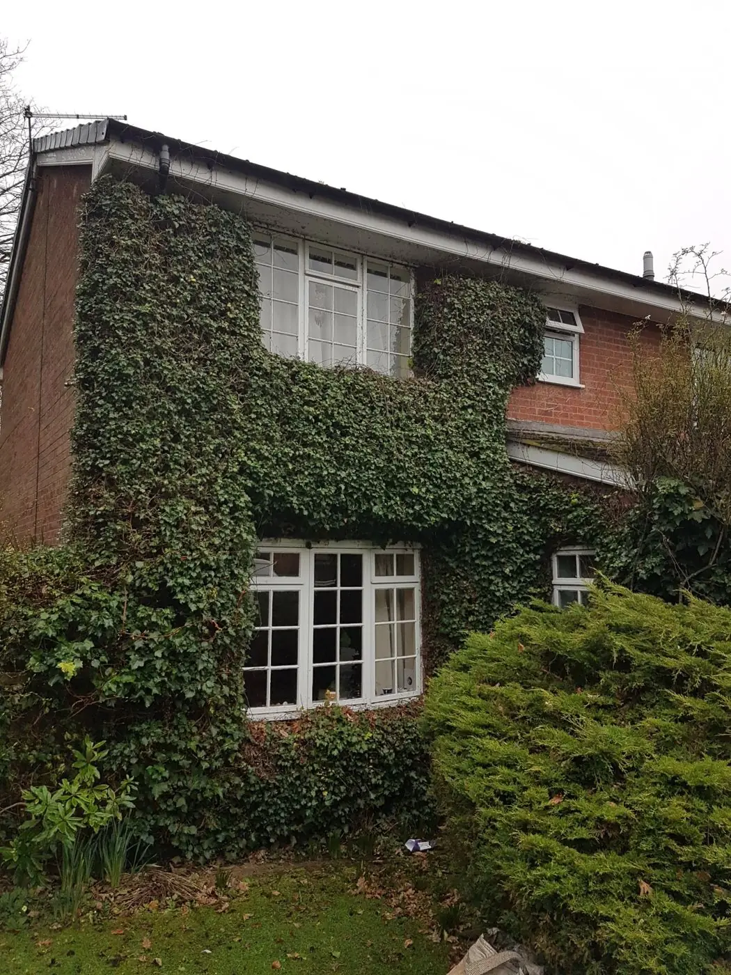 Ivy covering the front of a house in Spital before the garden tidy-up