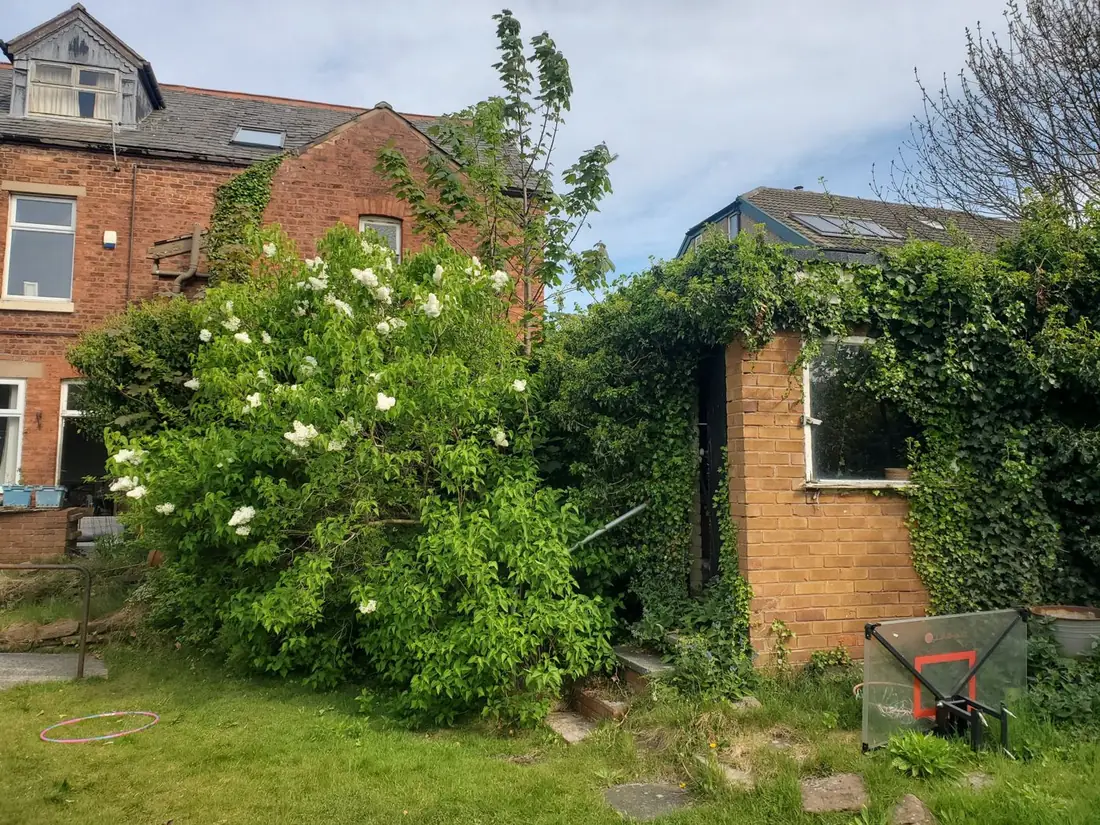 Lilac and ivy growing over an outbuilding in West Kirby