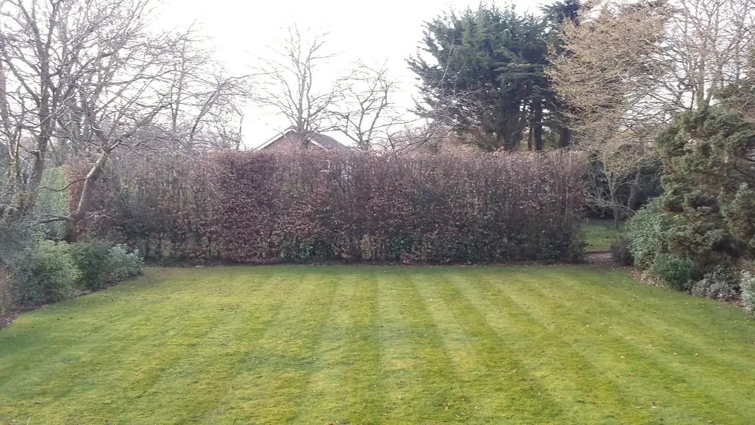 Beech hedge in Heswall reduced and the lawns cut