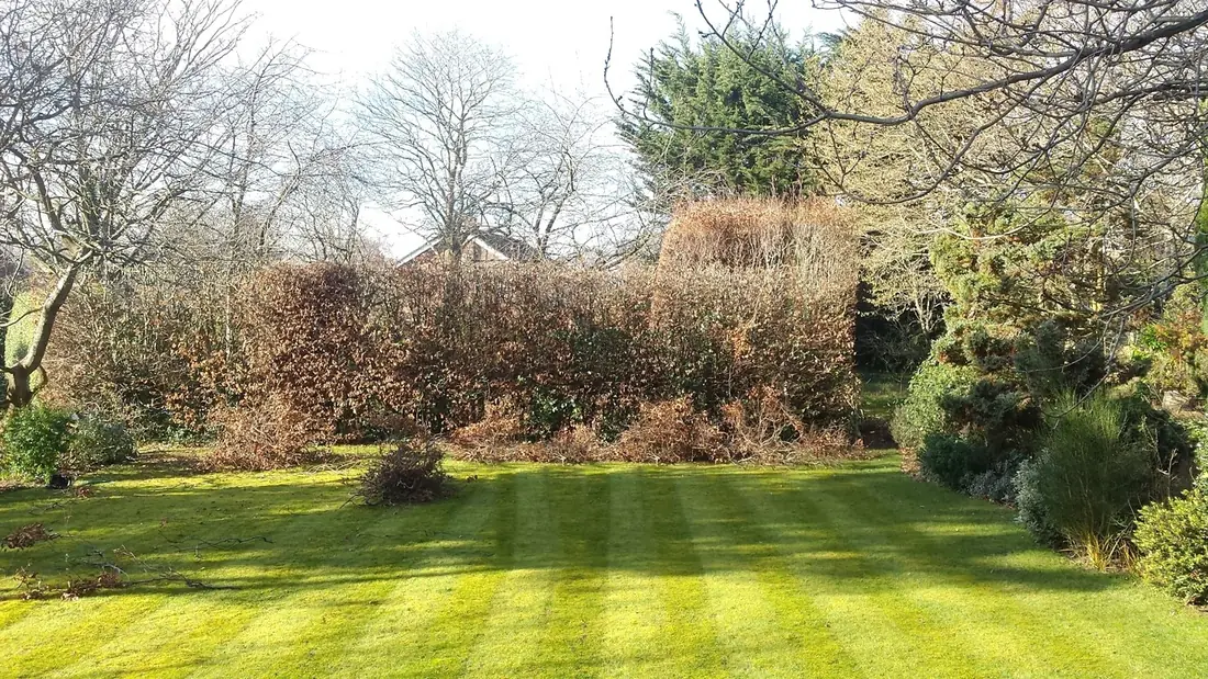 Overgrown beech hedge in Heswall before hedge cutting
