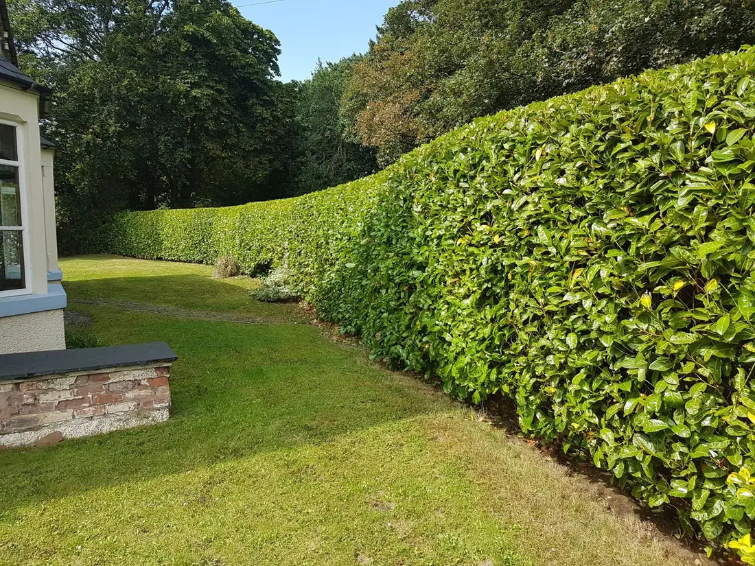 Laurel hedge in Thornton Hough trimmed top and sides