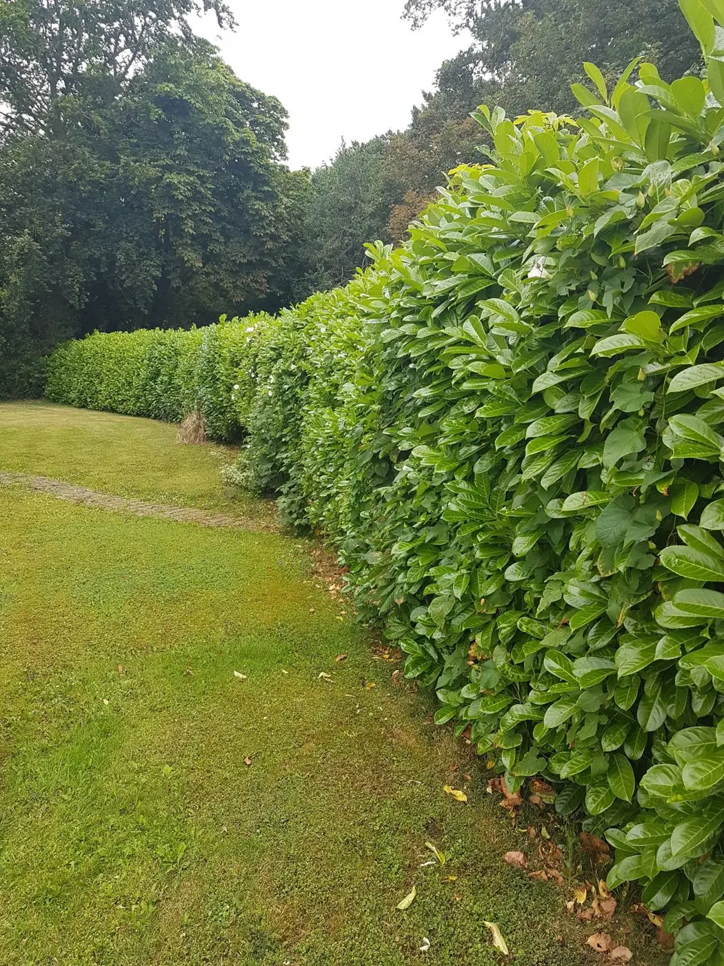 Overgrown laurel hedge in Thornton Hough before trimming