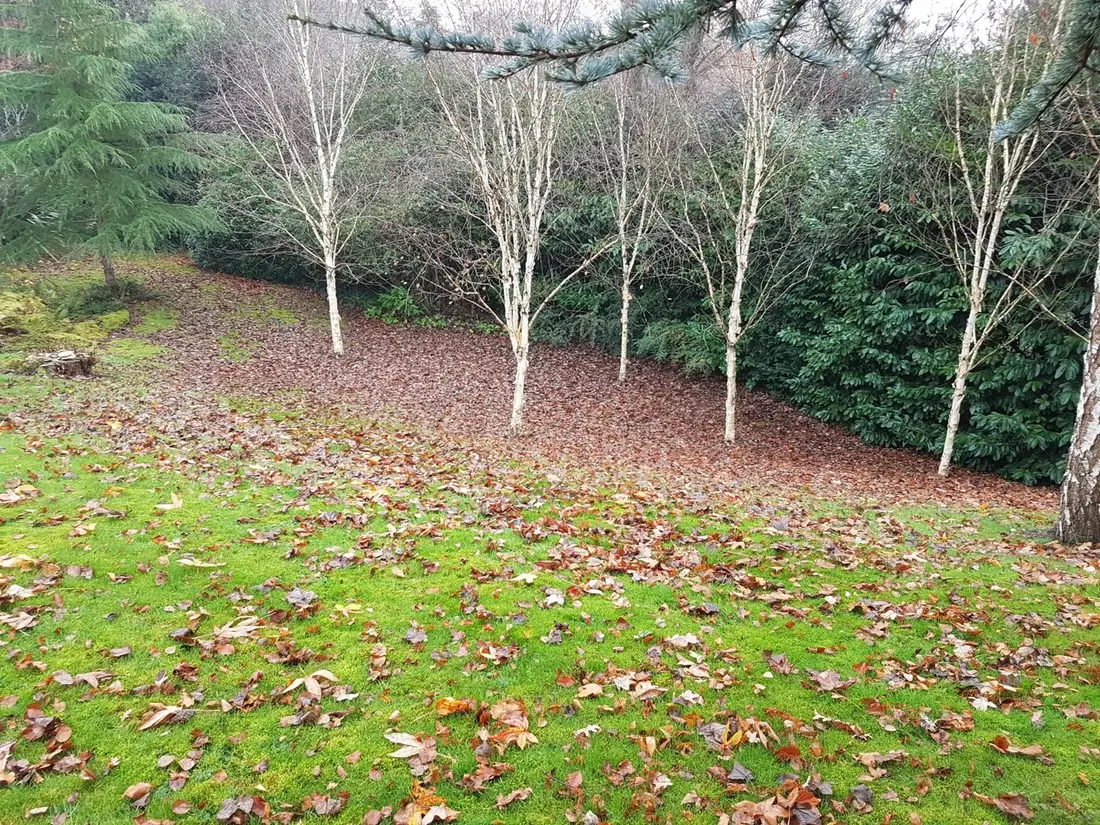 Lawn in Caldy covered in autumn leaves before a leaf clearance