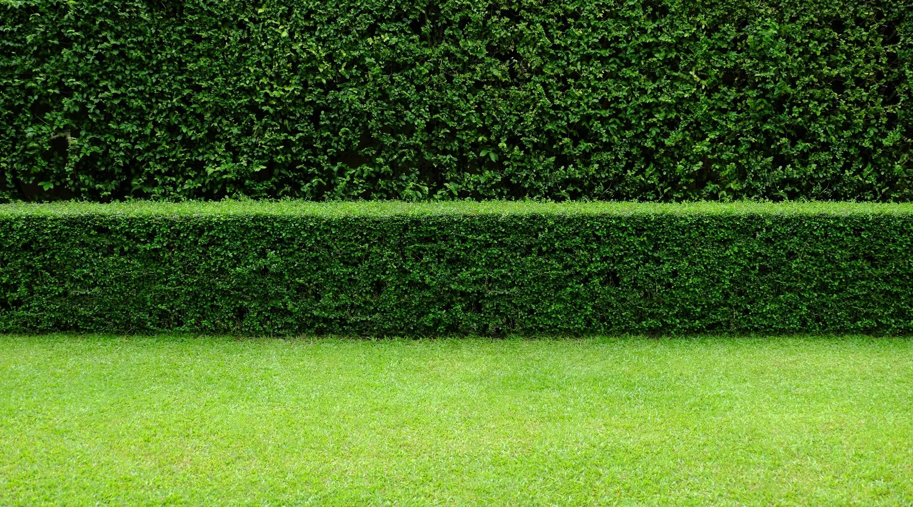 Clipped formal hedges and a freshly mown lawn in a Wirral garden